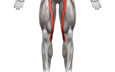 Anatomia uda z uwydatnionym mięśniem krawieckim, biegnącym ukośnie od biodra do kolana.