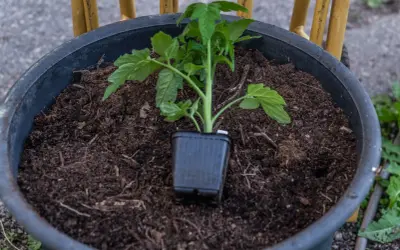 En liten tomatplanta i sin kruka står redo att planteras ut i den mörka jorden i en stor kruka. Snart blir det tomater!