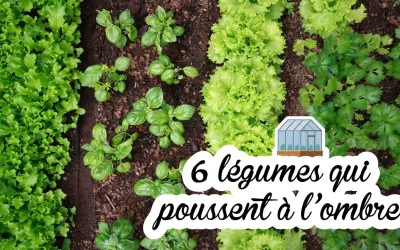 Un potager luxuriant avec des rangées de laitues, de basilic et de persil. Ces légumes mi-ombre prospèrent dans un sol fertile, prêts à être récoltés.