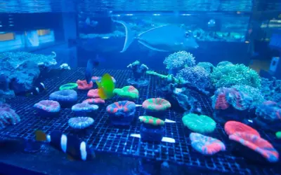 Kolorowe koralowce i ryby w akwarium, jak w Oceanarium Rzeszów. Cennik wizyty wkrótce!