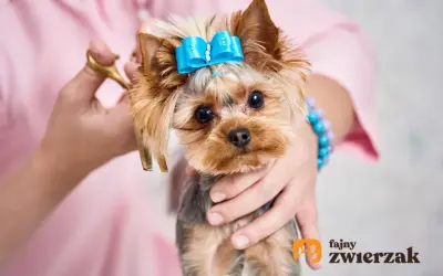 Uroczy yorkshire terrier z niebieską kokardką na głowie, czeka na nowe fryzury.