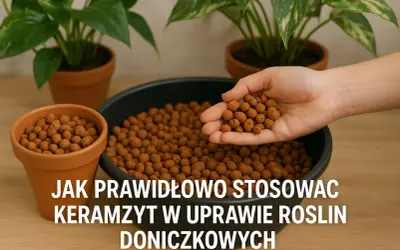 Dłoń trzyma keramzyt, pokazując, ile go potrzeba do doniczki. W tle rośliny w doniczkach.