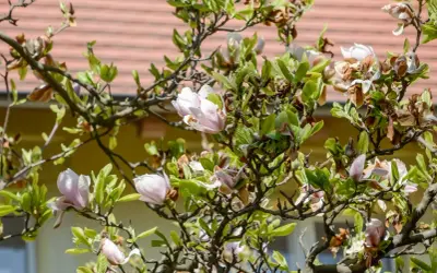 Kiedy odkryć magnolie? Kluczowe wskazówki na wiosnę dla zdrowych roślin