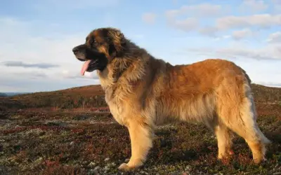 Leonberger o łagodnym usposobieniu stoi na tle krajobrazu.