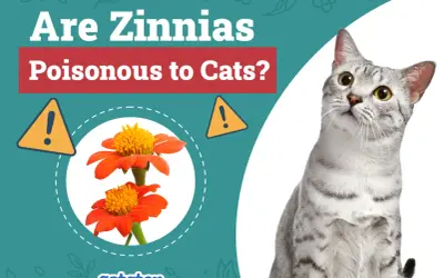 A curious cat looks up at a graphic asking "Are Zinnias Poisonous to Cats?" with images of orange zinnias and warning signs.