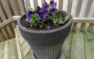 Mörklila penséer i kruka på en träaltan. Blommorna är frodiga och står i mörk jord.