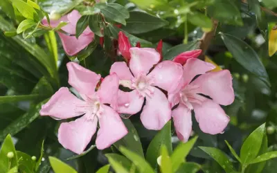 Różowy oleander kwitnie, a jego liście są wilgotne od deszczu. Ta roślina lubi przepuszczalną ziemię.