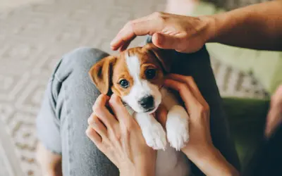 Uroczy szczeniak Jack Russell Terrier w ramionach. Czas na adopcję? Kiedy wydawać szczeniaki, by były szczęśliwe i zdrowe.