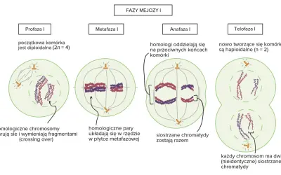 Mejoza I: profaza, metafaza, anafaza, telofaza. W profazie zachodzi crossing over, czyli wymiana fragmentów między chromosomami homologicznymi.