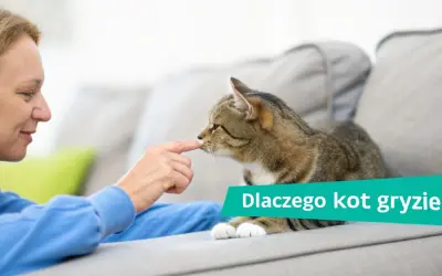 Kobieta delikatnie dotyka nosa kota, który leży na kanapie. Tekst na obrazku: "Dlaczego kot gryzie".