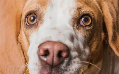 Zbliżenie na pysk psa rasy beagle. Widać jego brązowe oczy, jedno z nich jest lekko zaczerwienione, co może sugerować czerwone oko u psa.