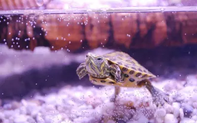 Mały żółw domowy pływa w akwarium, otoczony bąbelkami powietrza.