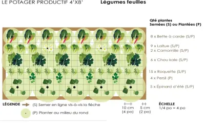 Plan de potager productif avec légumes feuilles : bette, laitue, chou kale, roquette, persil, épinard. Idéal pour la rotation culture potager.