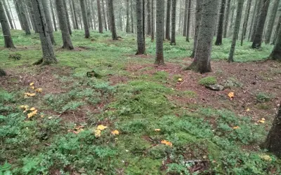 I en grönskande skog med höga träd syns många gula kantareller bland mossa och lingonris. En perfekt plats att leta efter svamp!