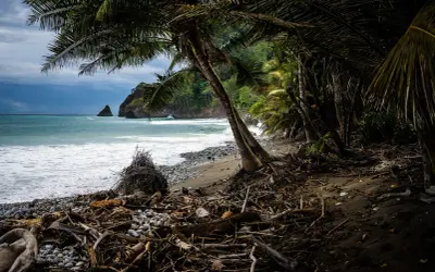 Orilla de playa tropical con palmeras, troncos y rocas. El mar turquesa choca contra la costa, evocando la belleza de las maderas tropicales y sus nombres.