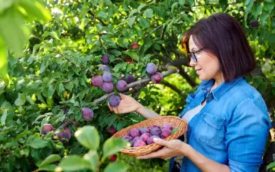 Kobieta zbiera do koszyka soczyste, fioletowe śliwki. Widać, że to stare odmiany śliw, pełne smaku i aromatu.