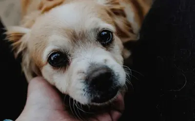 Un perro con ojos grandes y expresivos recibe una caricia. Aprende cómo tranquilizar a un perro con este gesto de afecto.