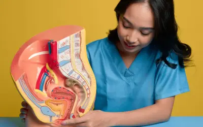 Model anatomiczny narządów rodnych kobiety, omawiany przez lekarkę. Wskazuje na obszar, który może być dotknięty przez grzybicę sromu.