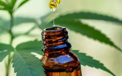 Jaki olej CBD dla psa wybrać, by uniknąć problemów zdrowotnych?