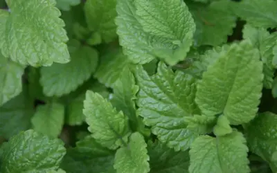 Närbild på frodig citronmeliss perenn. Bladen är ljusgröna med tydlig ådring och en lätt tandad kant.