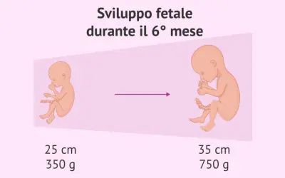 Sviluppo fetale nel 6° mese: un feto di 25 cm e 350 g evolve a 35 cm e 750 g.