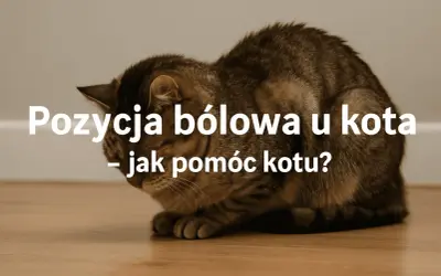 Kot w pozycji bólowej, może to być objaw zapalenia jelit. Jak pomóc kotu?
