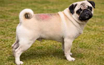 Mops z zaczerwienionym, swędzącym miejscem na grzbiecie, które wygląda jak pokrzywka u psa.