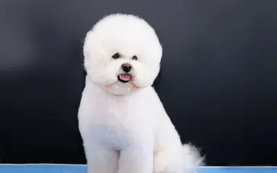 Uroczy, puszysty bichon frise, jeden z tych małych białych psów, siedzi na niebieskiej powierzchni na tle ciemnej ściany.