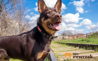 Wesoły owczarek australijski kelpie z językiem na wierzchu, stojący przy torach kolejowych w słoneczny dzień.