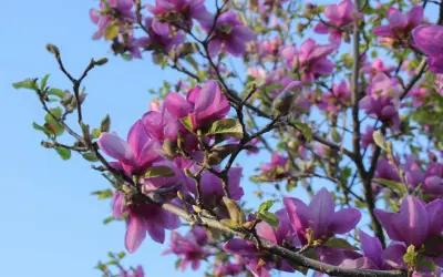 Przycinanie magnolii: Kiedy i jak ciąć, by nie zaszkodzić?