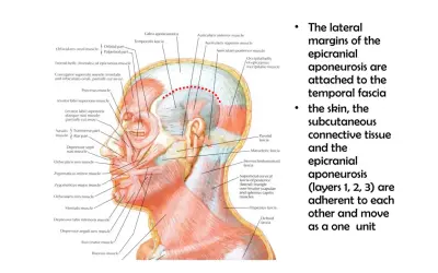 Anatomia głowy: mięsień płatowaty głowy (epicranius) i jego powiązania z powięzią skroniową.
