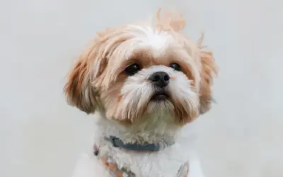 Szelki czy obroża dla Shih Tzu - co zapewni lepsze bezpieczeństwo?