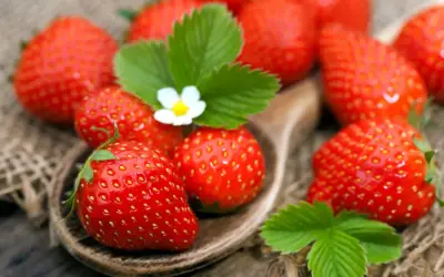 Ein Holzlöffel voller reifer Erdbeeren, mit grünen Blättern und einer kleinen weißen Blüte.