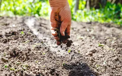 Dłoń rozsypuje żyzny humus ziemia, przygotowując grządki do sadzenia.