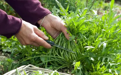 Hände ernten frischen Rucola mit einem Messer. Ein Korb liegt im Vordergrund.
