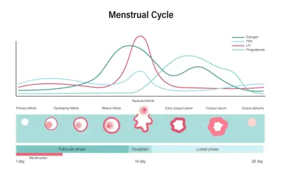 Graphique du cycle menstruel montrant les variations des hormones, dont la FSH, et le développement des follicules jusqu'à l'ovulation.
