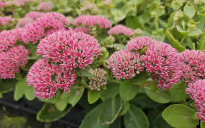 Gros plan sur des grappes de fleurs roses vives d'une plante couvre-sol qui adore le soleil. Les feuilles vertes épaisses sont visibles en arrière-plan.