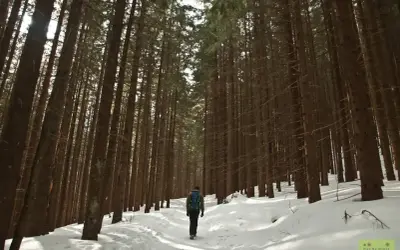 Wędrowiec w zimowym lesie, idzie ścieżką wśród drzew. Ciekawe, kalatówki ile się idzie do celu.