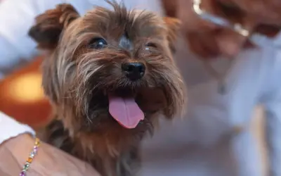Yorkshire terrier z wystawionym językiem, trzymany przez osobę.