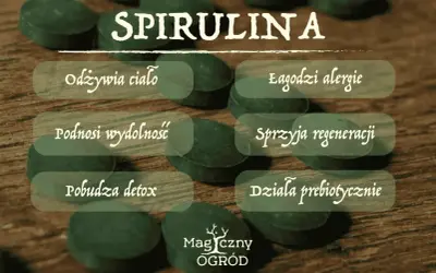Spirulina na co? Odżywia ciało, łagodzi alergie, podnosi wydolność, sprzyja regeneracji, pobudza detox i działa prebiotycznie.