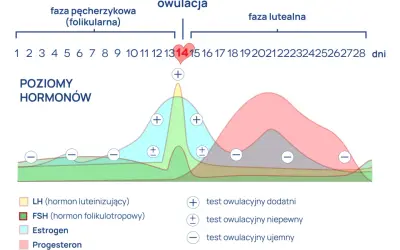 Wykres cyklu menstruacyjnego z zaznaczonym pikiem LH, wskazującym na owulację. Pozytywny test owulacyjny wypada w okolicach 14. dnia cyklu.