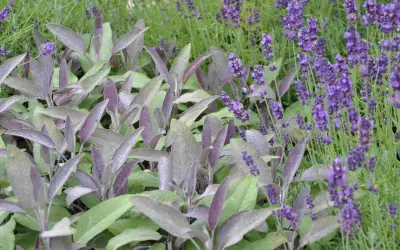 Vacker samplantering lavendel i kruka med purpurfärgade blad och lila blommor.