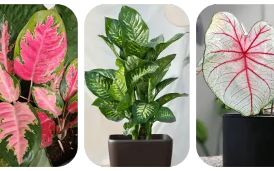 Aglaonema o różowych liściach, zielona dracena i kaladium z czerwonymi żyłkami. Do uprawy aglaonemy najlepsza jest lekka, przepuszczalna ziemia.