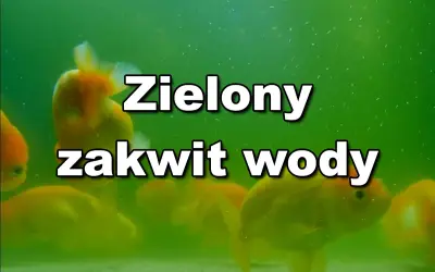Złote rybki pływają w akwarium, gdzie woda jest zielona z powodu zakwitu.