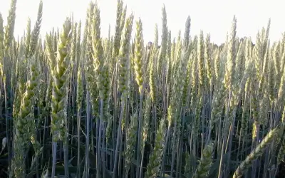 Pole pszenicy jarej w pełnym rozkwicie. Kłosy zielone, wysokie, gotowe do zbioru. Uprawa pszenicy jarej krok po kroku.