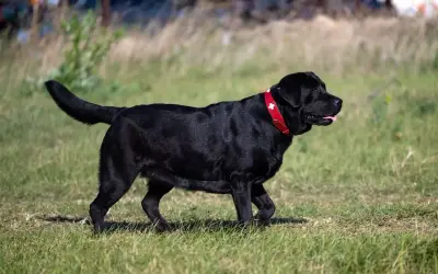 Czarny labrador z czerwoną obrożą, który ma widoczną nadwagę u psa, spaceruje po trawie.