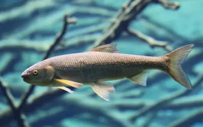 Ein nasen fisch schwimmt im klaren Wasser, seine Schuppen glänzen.