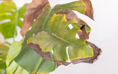 Monstera con foglie gialle e marroni ai bordi, segno di stress idrico o eccessiva esposizione solare.