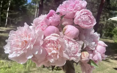 Piwonia Sarah Bernhardt w pełnym rozkwicie, bukiet różowych, puszystych kwiatów na tle zieleni.
