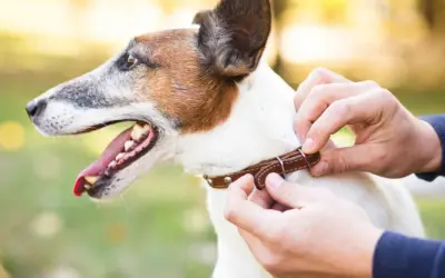 Un collier en cuir est ajusté autour du cou d'un Jack Russell terrier, prêt pour une promenade.